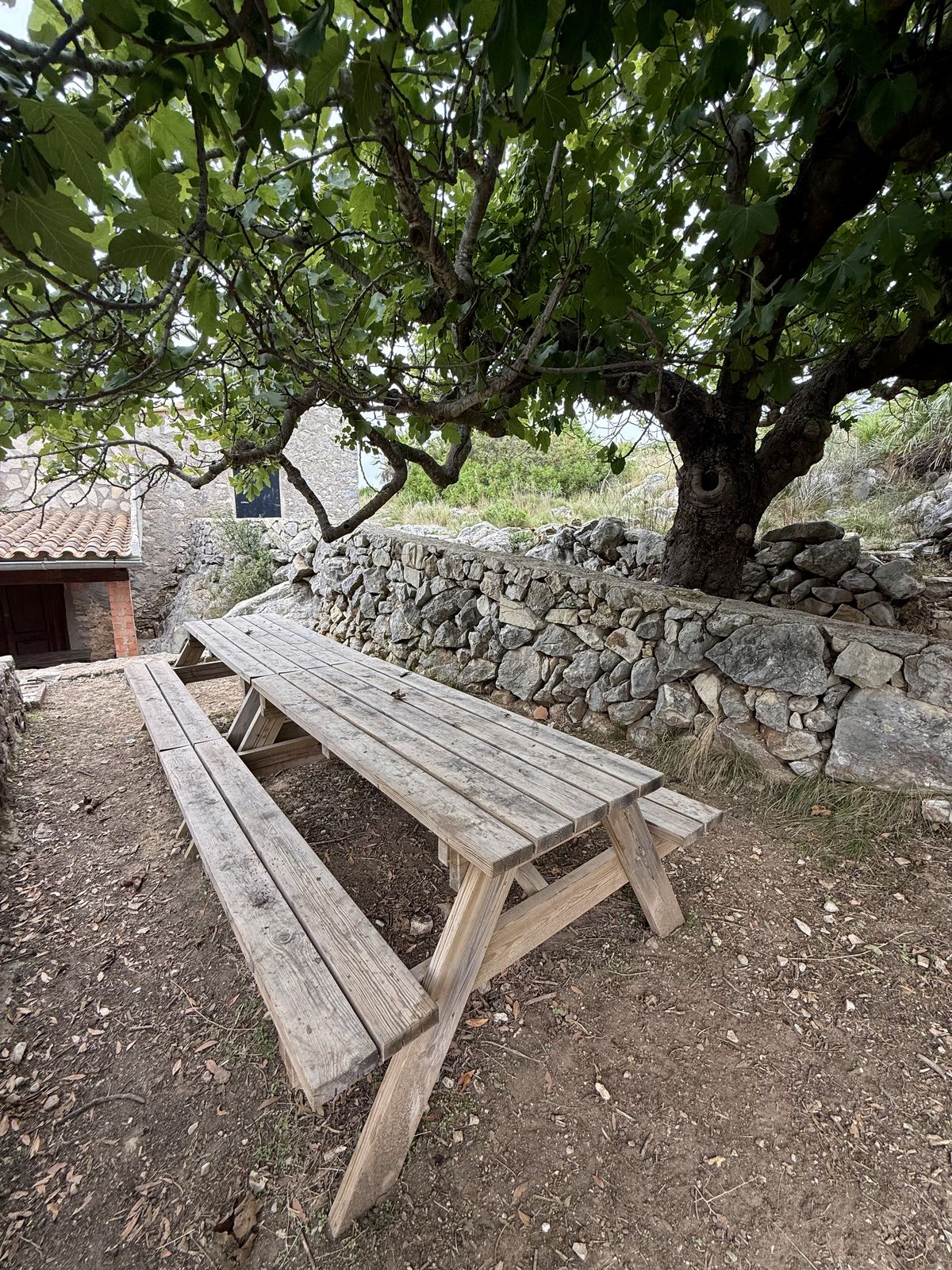 Taula de fusta a l'ombra de la figuera de més de 300 anys, al costat del refugi